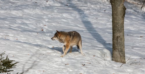 Preview: Gray (Or Grey) Wolves (Canis Lupus) In The Bayerischer Wald National Park In Bavaria, Germany.