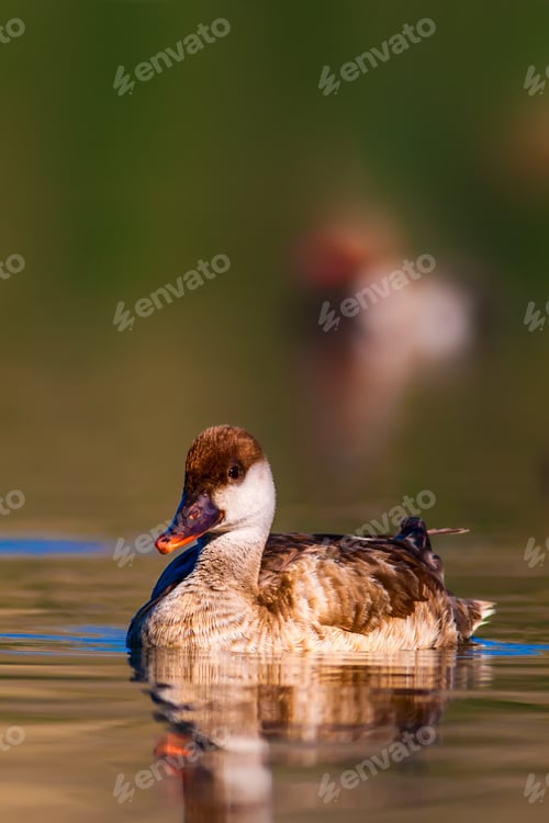 Preview: Swimming Duck. Nature Background. Red Crested Pochard.