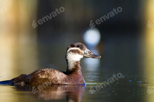 Preview: Swimming Duck. Colorful Nature Background. Bird: White Headed Duck. Oxyura Leucocephala.