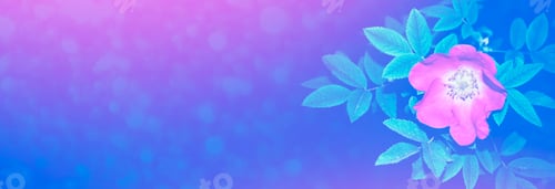 Preview: Wild Rose Buds Colorful Flowers On A Background Summer Landscape