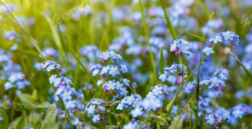 Preview: Blue Flowers Of Forget-Me-Not. Summer Or Spring Background. Copy Space