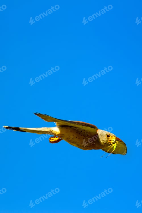 Preview: Flying Falcon With Hunt. Blue Sky Background. Bird: Lesser Kestrel. Falco Naumanni.