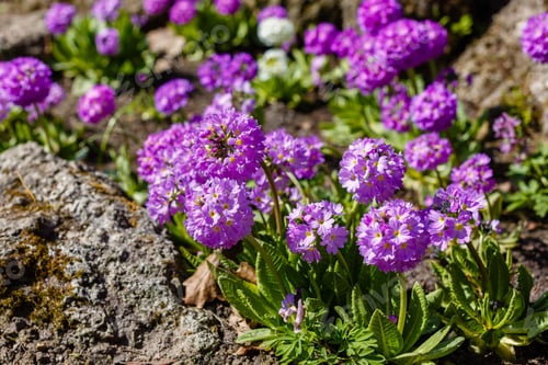 Preview: Purple Flowers Primula Denticulata (Drumstick Primrose) In Spring Garden In Sunny Day