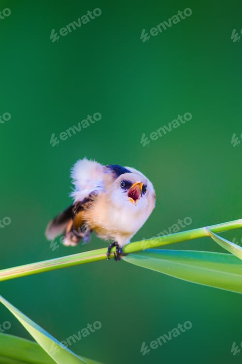 Preview: Cute Bird. Green Nature Background. Bearded Reedling / Panurus Biarmicus