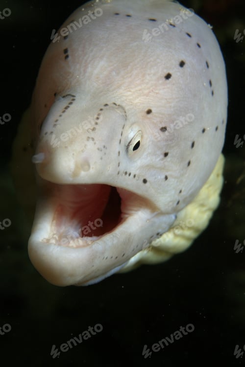 Preview: Grey Moray