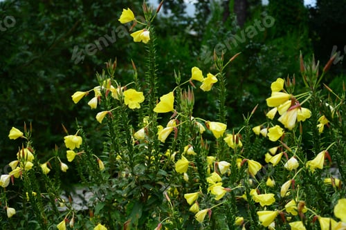 Preview: Flowerbed With Oenothera (Evening Primrose)