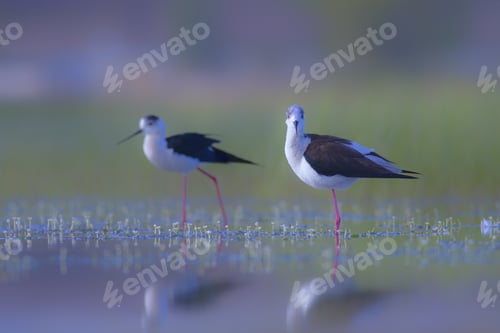 Preview: Cool Colors And Nature Birds. Black Winged Stilt. Himantopus Himantopus