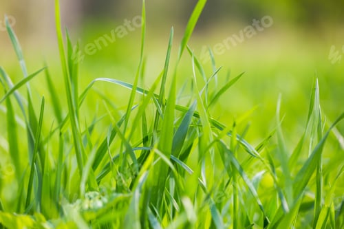 Preview: Green Spring Grass In Close Up. Spring Background With Green Leaves Of Grass.