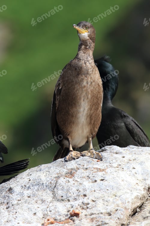 Preview: European Shag Or Common Shag (Phalacrocorax Aristotelis) Island Runde Norway