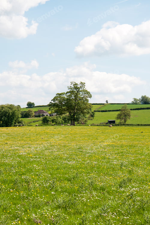 Preview: Springtime Meadow In The English Countryside.