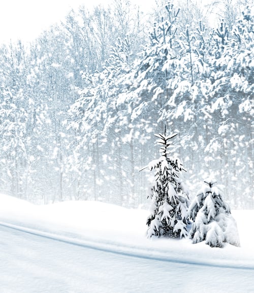 Preview: Winter Forest. Winter Landscape.
