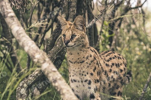 Preview: Serval Cat Standing Between Bushes. Tenikwa Wildlife Sanctuary. Plettenberg Bay. South Africa.