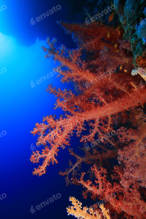 Preview: Dendronephtya Soft Corals