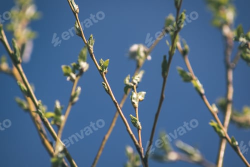 Preview: Non Specific Nature Forest Bed Details Of Foliage, Close Up Macro Image With Leaves, Branches And
