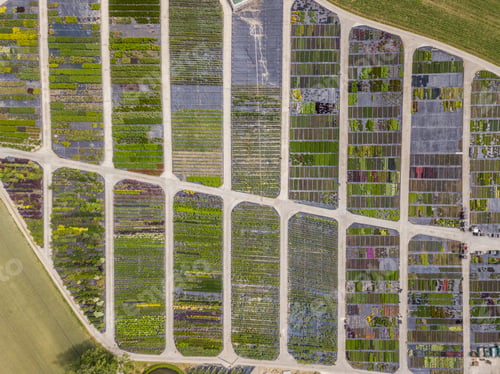 Preview: Aerial View Of Rows Of Cultivated Young Plants In Plant Nursery