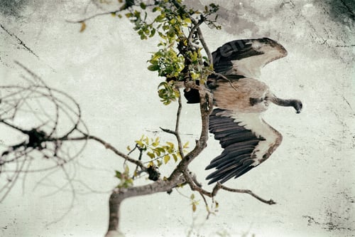 Preview: Vanishing Africa: Vintage Style Image Of A Ruppells Griffon Vulture (Gyps Rueppellii), Maasai Mara