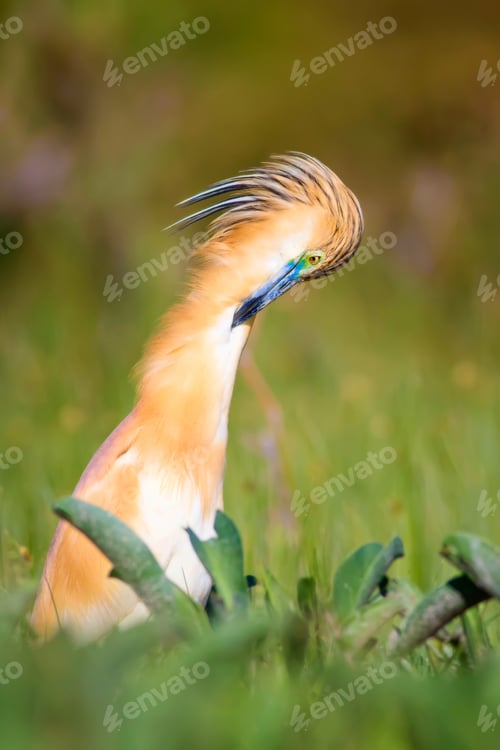 Preview: Cute Colorful Bird. Green Nature Background.