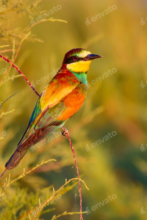 Preview: Colorful Bird. European Bee Eater. Green Nature Background.