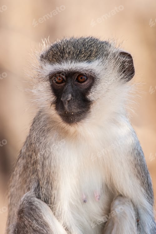 Preview: Vervet Monkey (Chlorocebus Pygerythrus) In Kruger National Park, South Africa