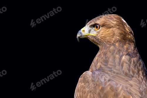 Preview: Bird Of Prey. Bird Portrait. Isolated Bird. Black Background. Bird: Long Legged Buzzard. Buteo