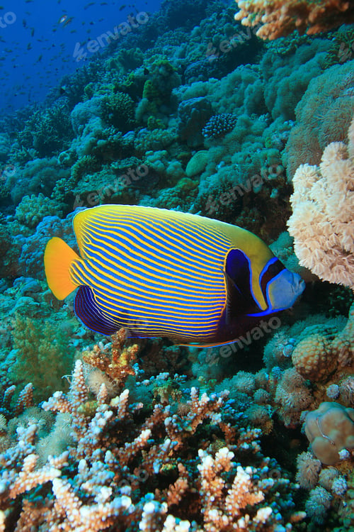 Preview: Emperor Angelfish (Pomacanthus Imperator)