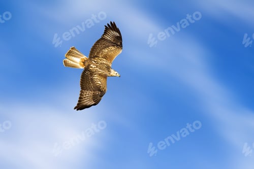 Preview: Bird Of Prey. Isolated Bird. Blue Sky Background. Long Legged Buzzard. Buteo Rufinus.