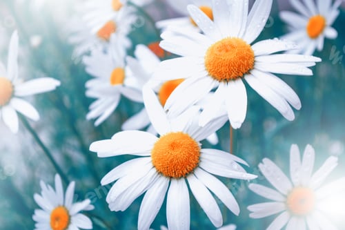 Preview: Blurred. White Bright Daisy Flowers On A Background Of The Summer Landscape. Wildflowers Outdoors