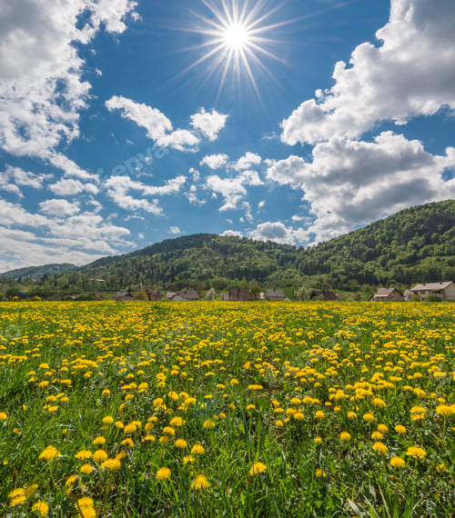 Preview: Beautiful Dandelions In The Meadow Basking In The Afternoon Sun