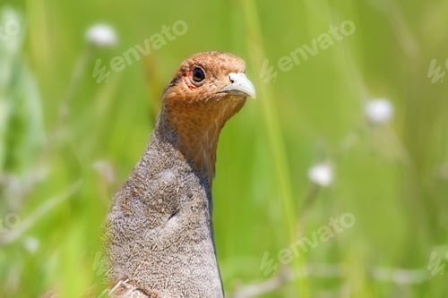 Preview: Grey Partridge. Green Natural Background. Bird: Grey Partridge. Perdix Perdix.
