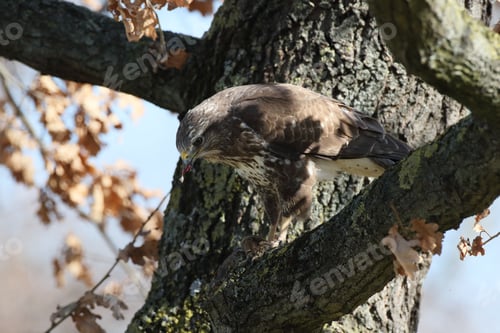 Preview: Common Buzzard (Buteo Buteo) With Prey Mouse Germany