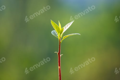 Preview: Macro Of Little Sprout Avocado Persea Gratissima On The Window