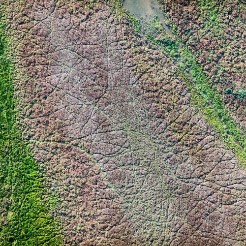 Preview: Aerial Vertical View Over The Vegetation At The River Bank