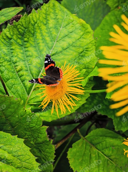 Preview: Beautiful Butterflies On The Flowers Of Inula High (Inula Helenium L. )