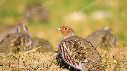 Preview: Wild Bird Partridge. Warm Colors Nature Background. Grey Partridge. Perdix Perdix.