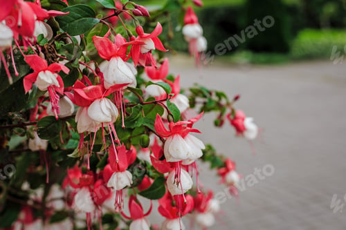 Preview: Beautiful Bush Fuchsia In The Garden, Fuchsia Flowers Blooming With Pink And Purple Petals In