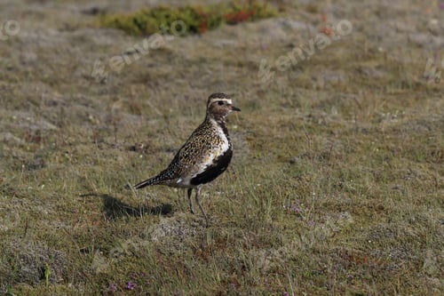 Preview: European Golden Plover (Pluvialis Apricaria) Iceland