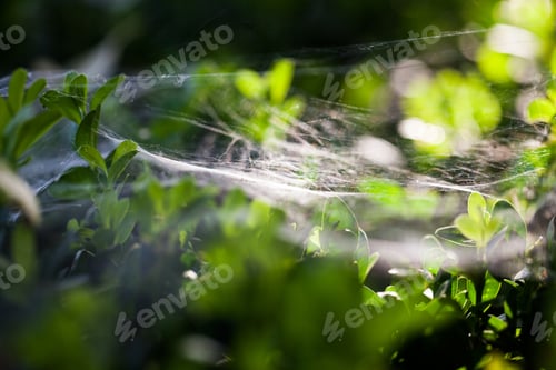 Preview: Buxus Sempervirens Bush - Macro Details With Spiderweb And Soft Focus