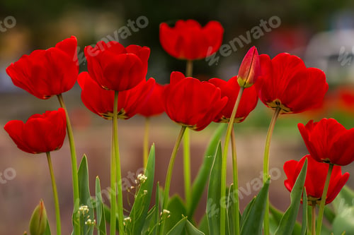 Preview: Red Tulip On Blurred Background Of Colored Bokeh