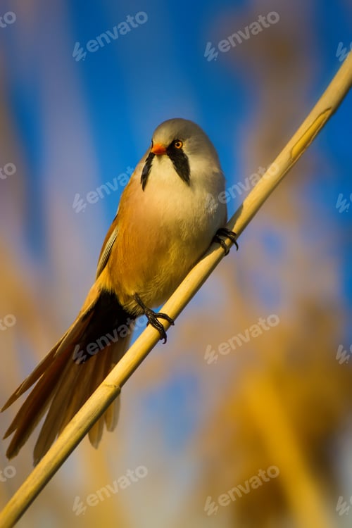 Preview: Funny, Bearded Bird. Nature Background.