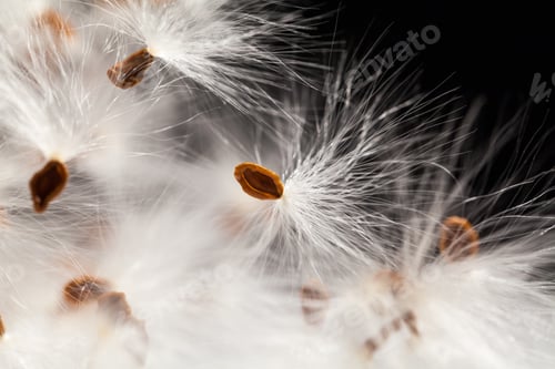 Preview: Abstract Composition With Dried Plants Seeds. Looks Like Dandelion Seeds