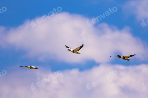 Preview: Flying Bird. Blue Sky Background. Common Shelduck / Tadorna Tadorna