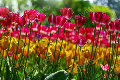 Preview: Colorful Tulips In Spring Garden