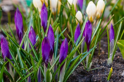 Preview: Beautiful Spring Background With Close-Up Of A Group Of Blooming Purple, Yellow, White Crocus