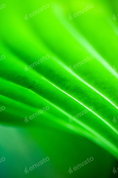 Preview: Green, Abstract Composition With Leaf Texture And Soft Focus