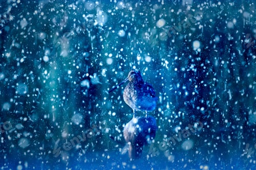Preview: Winter Season And Birds. Falling Snow. Blue Nature Background. Common Snipe.