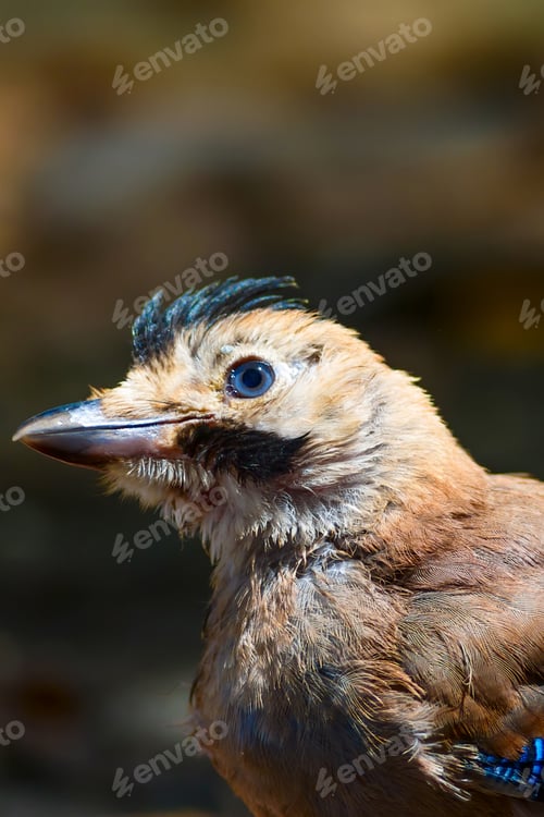 Preview: Cute Bird Portrait. Eurasian Jay. Garrulus Glandarius