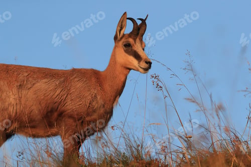 Preview: Chamois (Rupicapra Rupicapra) Vosges Mountains, France