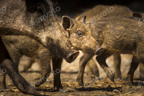 Preview: Cute Wild Boar. Forest Nature Background. Animal: Boar. Sus Scrofa.