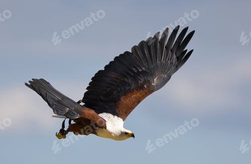 Preview: African Fish Eagle (Haliaeetus Vocifer)