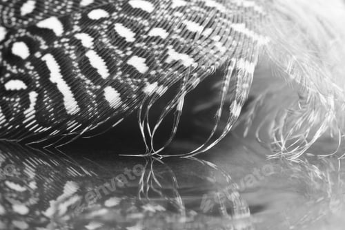 Preview: Guinea Hen Feather With Dark Background